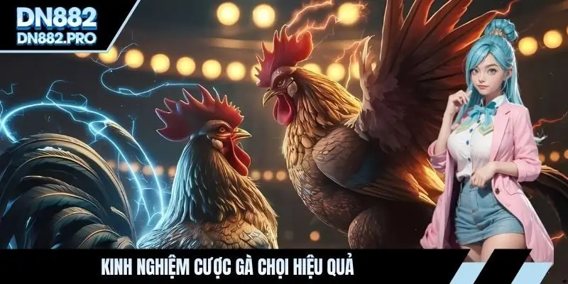 Kinh nghiệm cược gà chọi hiệu quả